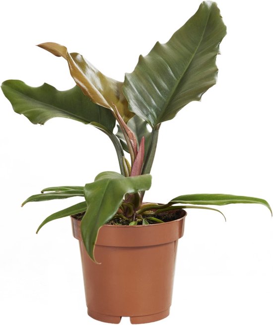 Levering Sjaelden Plante Filodendron Karamel Pluto main image 0