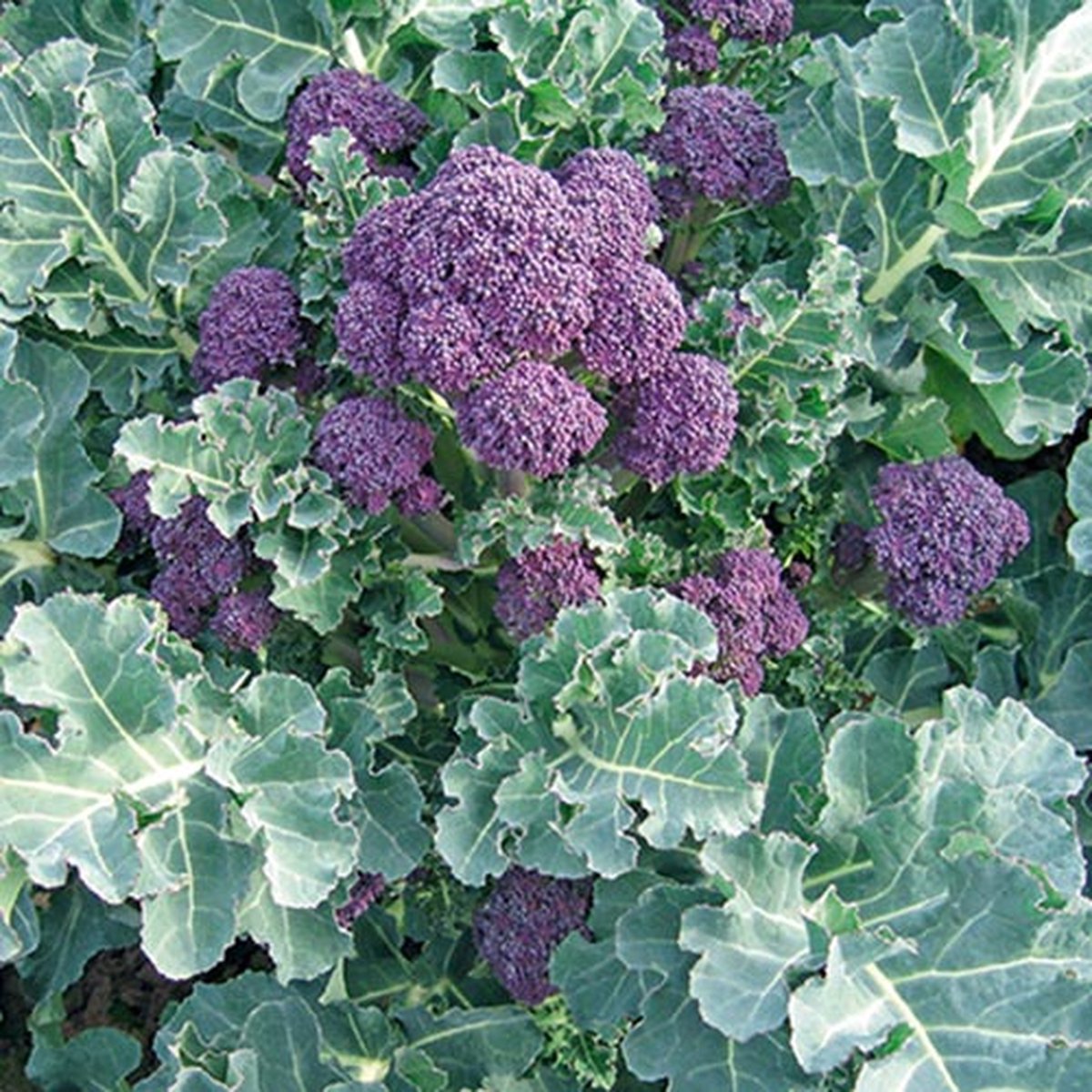Broccoli zaden - Summer Purple