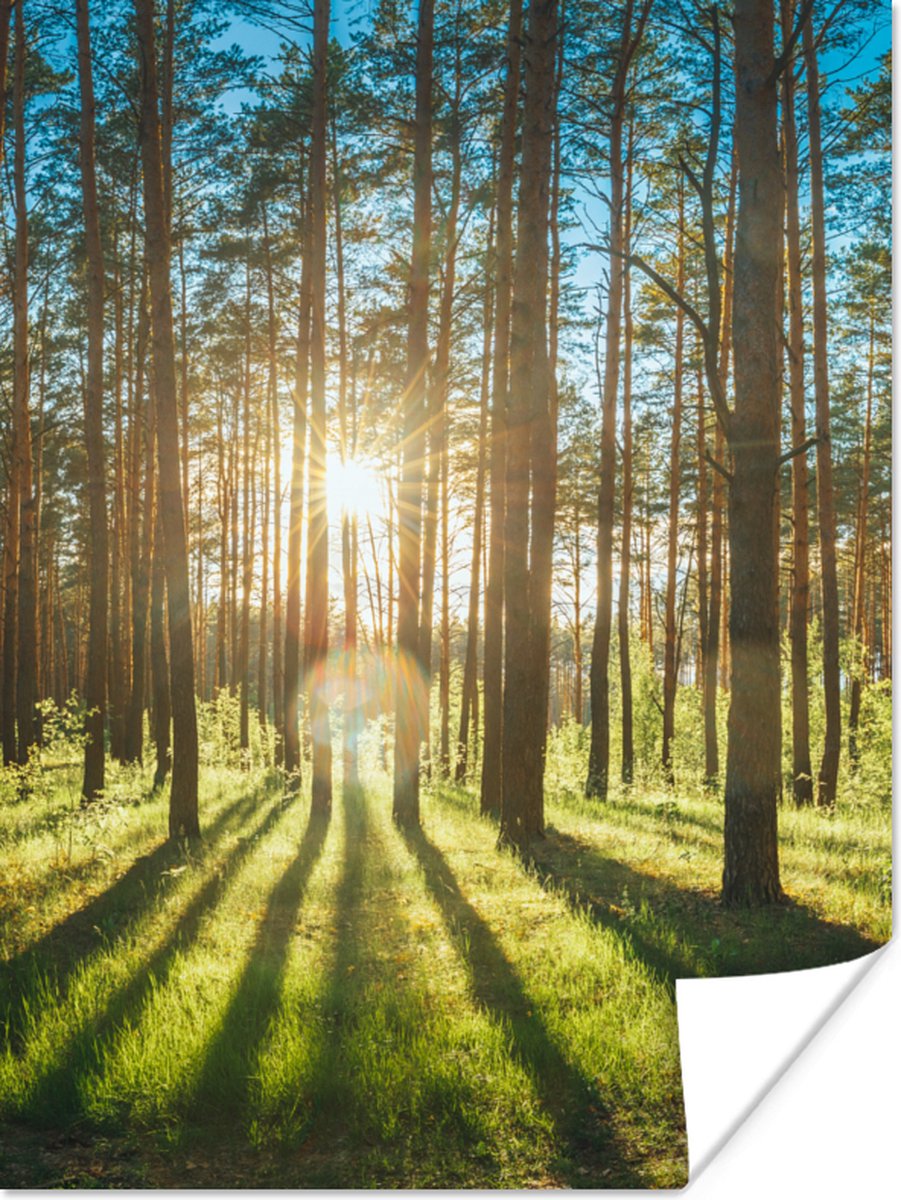 Poster Zon - Bomen - Landschap - Gras - 60x80 cm