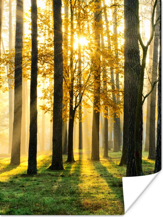 Affiche Forêt - Soleil - Arbres - Herbe - Paysage - Nature - 90x120 cm