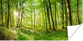 Poster Natuur - Bomen - Bos - Groen - Zonlicht - 40x20 cm