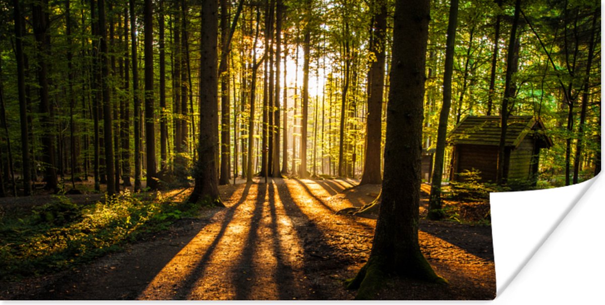 Poster Zon - Bomen - Bos - Landschap - Natuur - 160x80 cm