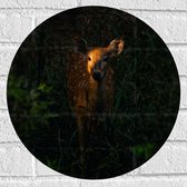 WallClassics - Muursticker Cercle - Cerf dans la forêt - 40x40 cm Photo sur Muursticker