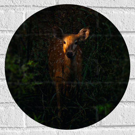 WallClassics - Muursticker Cercle - Cerf dans la forêt - 40x40 cm Photo sur Muursticker