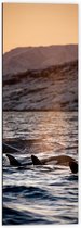 WallClassics - Dibond - Orca's in het Water - 40x120 cm Foto op Aluminium (Wanddecoratie van metaal)