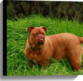 WallClassics - Canvas  - Hond Opzoek naar de Bal in het Gras - 40x40 cm Foto op Canvas Schilderij (Wanddecoratie op Canvas)