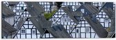 WallClassics - Dibond - Toppen van Kleine Huisjes in het Bruin-Wit - 60x20 cm Foto op Aluminium (Wanddecoratie van metaal)