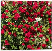 WallClassics - Tuinposter – Rode Rozenstruik - 50x50 cm Foto op Tuinposter  (wanddecoratie voor buiten en binnen)