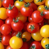 Tomaten zaden - Pottomaat Windowbox gemengd
