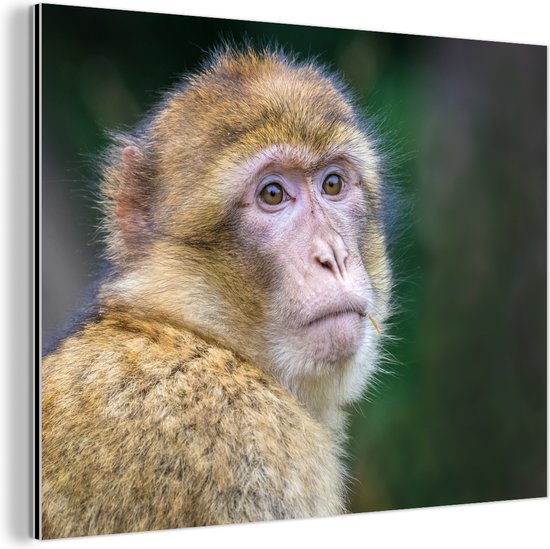 Portret van een makaak aap Aluminium 60x40 cm - Foto print op Aluminium (metaal wanddecoratie)