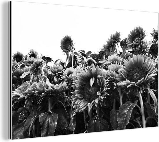 Wanddecoratie Metaal - Aluminium Schilderij Industrieel - Zonnebloemen in Nederland zwart-wit - 90x60 cm - Dibond - Foto op aluminium - Industriële muurdecoratie - Voor de woonkamer/slaapkamer