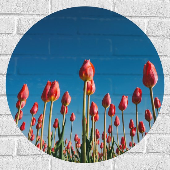 WallClassics - Muursticker Cirkel - Onderaanzicht van Roze Tulpenveld - 60x60 cm Foto op Muursticker