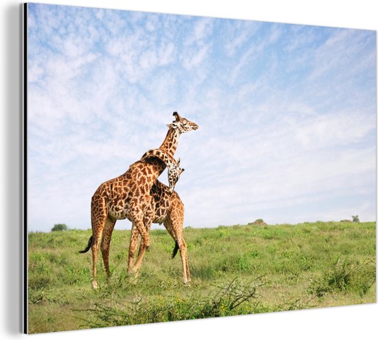 Wanddecoratie Metaal - Aluminium Schilderij Industrieel - Twee giraffen op de savannes van het Nationaal park Serengeti in Afrika - 90x60 cm - Dibond - Foto op aluminium - Industriële muurdecoratie - Voor de woonkamer/slaapkamer