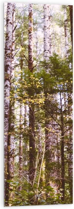 WallClassics - Verre Acrylique - Branches Fines sur Arbres - 40x120 cm Photo sur Verre Acrylique (Avec Système d'accrochage)