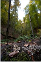 WallClassics - Poster Glossy - Autumn Leaves in Forest - 80x120 cm Photo sur Papier Poster avec Finition Brillante