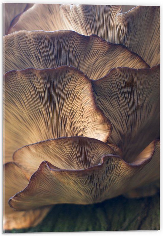 WallClassics - Acrylglas - Mushrooms - 40x60 cm Foto op Acrylglas (Wanddecoratie op Acrylaat)