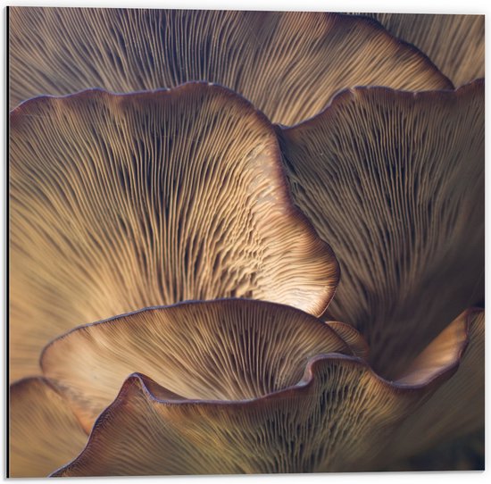 WallClassics - Dibond - Mushrooms - 50x50 cm Foto op Aluminium (Met Ophangsysteem)