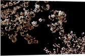 WallClassics - Dibond - Roze Bloesembloemetjes aan Tak in de Nacht - 90x60 cm Foto op Aluminium (Met Ophangsysteem)