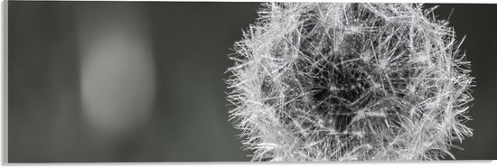 WallClassics - Acrylglas - Mooie Paardenbloem (zwart/wit) - 60x20 cm Foto op Acrylglas (Met Ophangsysteem)