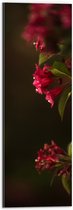 WallClassics - Dibond - Roze Bloemen - 20x60 cm Foto op Aluminium (Met Ophangsysteem)