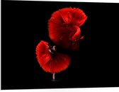 WallClassics - PVC Schuimplaat - Danser met Rode Jurk en Vis - 100x75 cm Foto op PVC Schuimplaat (Met Ophangsysteem)