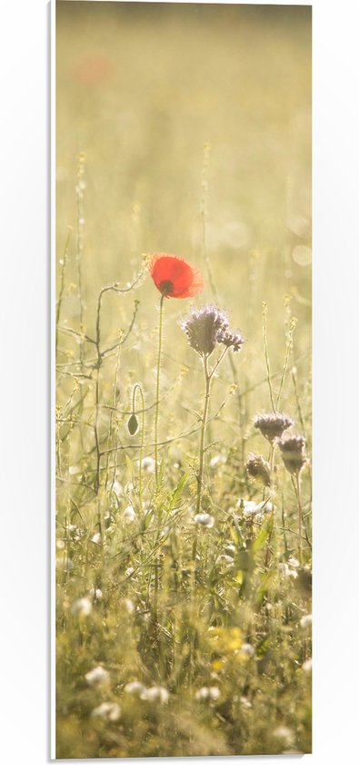 WallClassics - PVC Schuimplaat- Rood Bloempje tussen Grassen - 20x60 cm Foto op PVC Schuimplaat