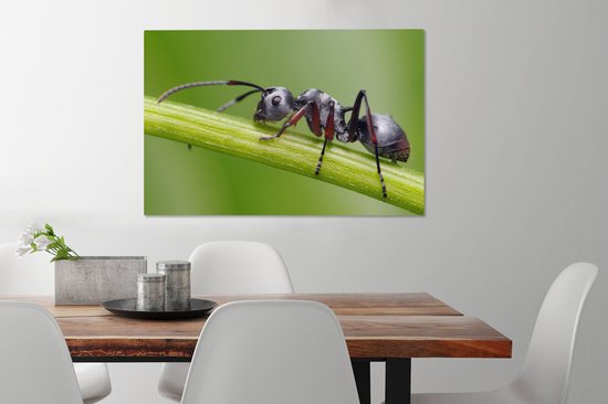 Tableau sur toile Gros plan fourmi sur tige - 60x40 cm - Décoration murale