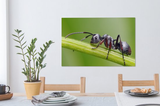 Tableau sur toile Gros plan fourmi sur tige - 60x40 cm - Décoration murale