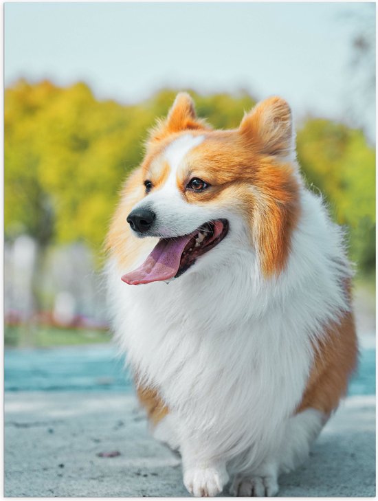 WallClassics - Poster Glanzend – Vrolijke Welsh Corgi Hond op Straat - 30x40 cm Foto op Posterpapier met Glanzende Afwerking