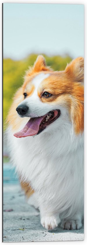 WallClassics - Dibond - Vrolijke Welsh Corgi Hond op Straat - 40x120 cm Foto op Aluminium (Met Ophangsysteem)