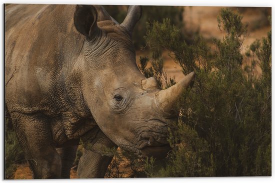 WallClassics - Dibond - Neushoorn bij Groene Plant - 60x40 cm Foto op Aluminium (Met Ophangsysteem)