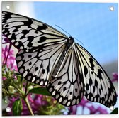 WallClassics - Poster de jardin - Zwart avec papillon Witte sur Fleurs roses - 50 x 50 cm Photo sur poster de jardin (décoration murale pour extérieur et intérieur)