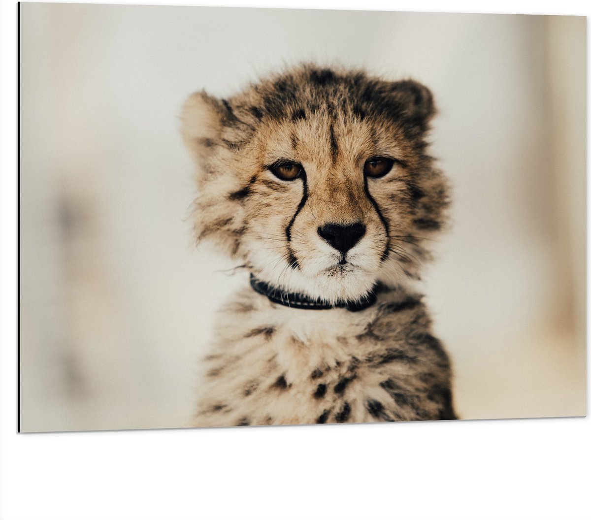 Dibond - Baby Jacht Luipaard - 100x75 cm Foto op Aluminium (Wanddecoratie van metaal)