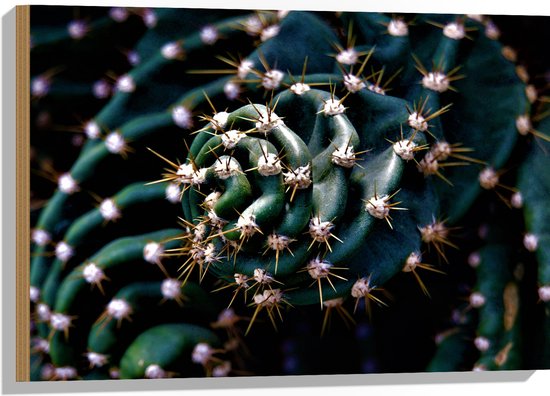 WallClassics - Hout - Prikkels van Cactus - 75x50 cm - 12 mm dik - Foto op Hout (Met Ophangsysteem)