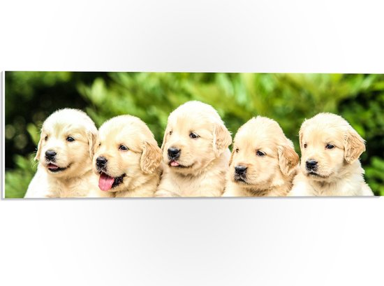 WallClassics - PVC Schuimplaat - Vijf Puppies op een Rij - 60x20 cm Foto op PVC Schuimplaat (Met Ophangsysteem)