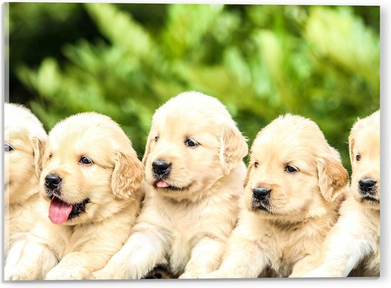 WallClassics - Acrylglas - Vijf Puppies op een Rij - 40x30 cm Foto op Acrylglas (Met Ophangsysteem)