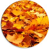 WallClassics - Dibond Muurcirkel - Oranje Herfstbladeren - 30x30 cm Foto op Aluminium Muurcirkel (met ophangsysteem)