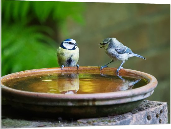 WallClassics - Verre Acrylique - Oiseaux Sifflant dans un Abreuvoir - 100x75 cm Photo sur Verre Acrylique (avec système de suspension)