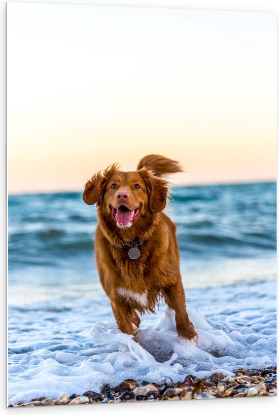 WallClassics - PVC Schuimplaat - Vrolijke Hond op het Strand - 80x120 cm Foto op PVC Schuimplaat (Met Ophangsysteem)