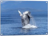 WallClassics - Tuinposter – Walvis in de Zee - 80x60 cm Foto op Tuinposter  (wanddecoratie voor buiten en binnen)