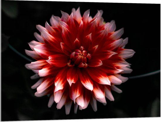WallClassics - Acrylglas - Roze met Rode Bloem - 100x75 cm Foto op Acrylglas (Wanddecoratie op Acrylaat)