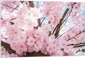 WallClassics - Acrylglas - Roze Bloemen in een Boom - 105x70 cm Foto op Acrylglas (Wanddecoratie op Acrylaat)