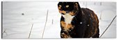 WallClassics - Dibond - Zwarte Poes in de Sneeuw - 60x20 cm Foto op Aluminium (Wanddecoratie van metaal)