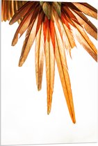 WallClassics - Verre acrylique - Ressorts Vogel Oranje - Photo 60 x 90 cm sur verre acrylique (avec système de suspension)