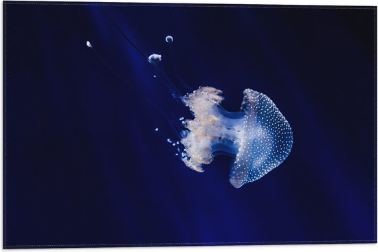 WallClassics - Vlag - Witte Kwal onder Blauw Water - 60x40 cm Foto op Polyester Vlag