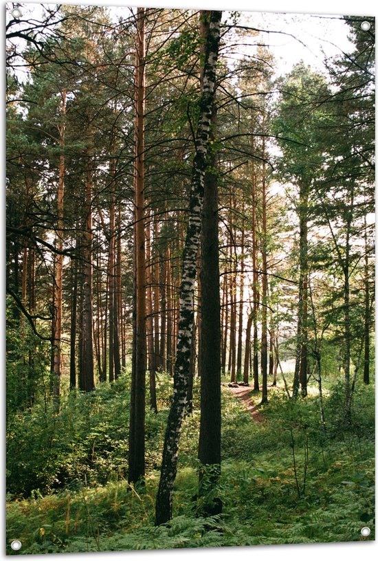 WallClassics - Tuinposter – Hoge Bomen met Groen in Bos - 80x120 cm Foto op Tuinposter  (wanddecoratie voor buiten en binnen)