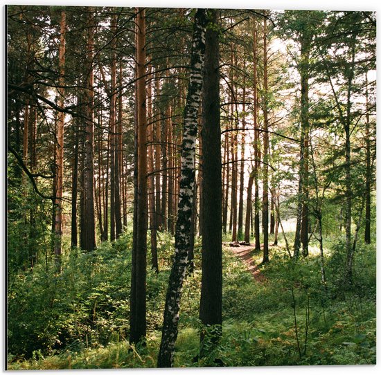 WallClassics - Dibond - Hoge Bomen met Groen in Bos - 50x50 cm Foto op Aluminium (Wanddecoratie van metaal)