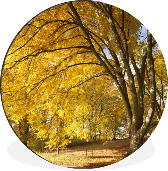 WallCircle - Wandcirkel - Muurcirkel - Gele bladeren in de bossen van het Engelse Nationaal park New Forest - Aluminium - Dibond - ⌀ 30 cm - Binnen en Buiten