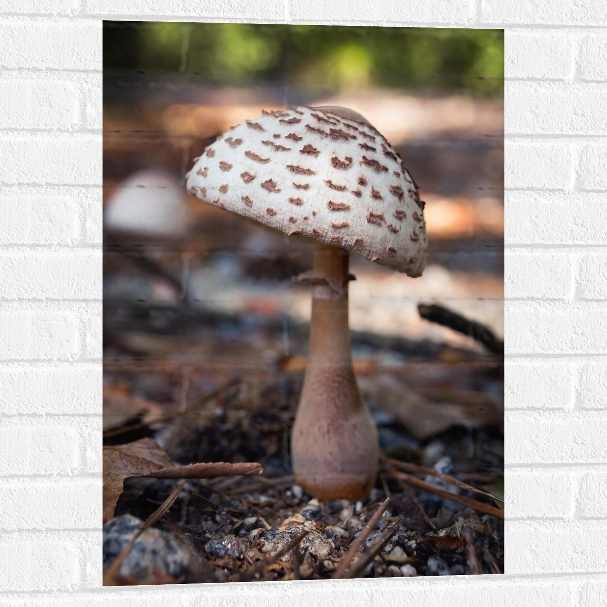 Muursticker - Knolparasolzwam Paddenstoel in Bos - 50x75 cm Foto op Muursticker