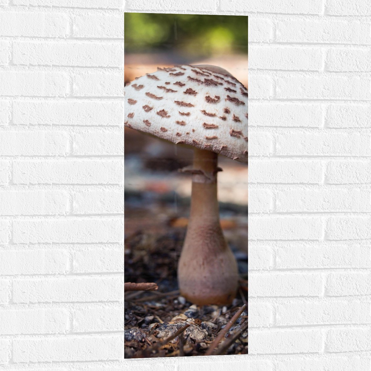 Muursticker - Knolparasolzwam Paddenstoel in Bos - 30x90 cm Foto op Muursticker